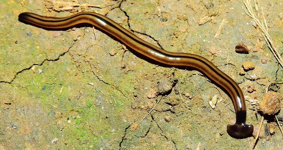 Snake With Hammerhead: Invasive Giant Worm Found in Virginia