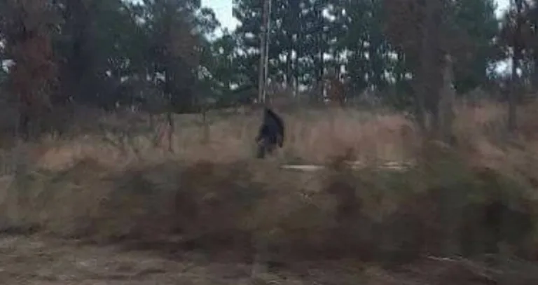 The Yowie: Australias Enigmatic Outback Cryptid