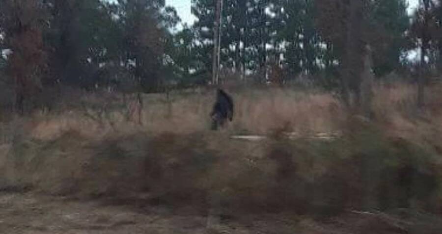 The Yowie: Australias Enigmatic Outback Cryptid