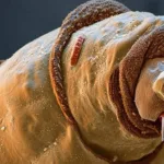 Things Under an Electron Microscope: Unveiling a Surreal World