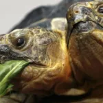 Images of Two-Headed Animals: Rare Cases Captured