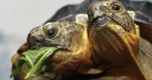 Images of Two-Headed Animals: Rare Cases Captured