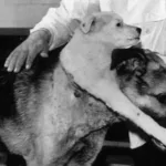 How Long Did the Two-Headed Dog Live? Real Experiment Results
