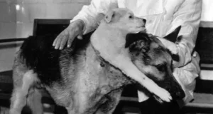 How Long Did the Two-Headed Dog Live? Real Experiment Results