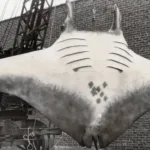 Weirdest Pics Ever: Bizarre Photos That Will Unnerved You