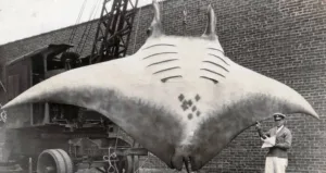 Weirdest Pics Ever: Bizarre Photos That Will Unnerved You