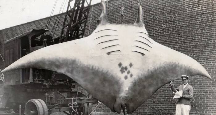 Weirdest Pics Ever: Bizarre Photos That Will Unnerved You
