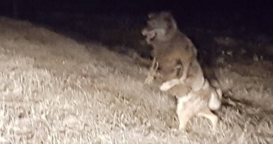 Werewolf Wisconsin: The Beast of Bray Road Legends