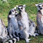 Do Lemurs Collect Shiny Things? Unique Facts About These Primates