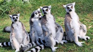 Do Lemurs Collect Shiny Things?