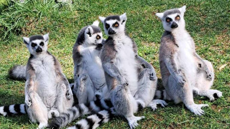 Do Lemurs Collect Shiny Things?