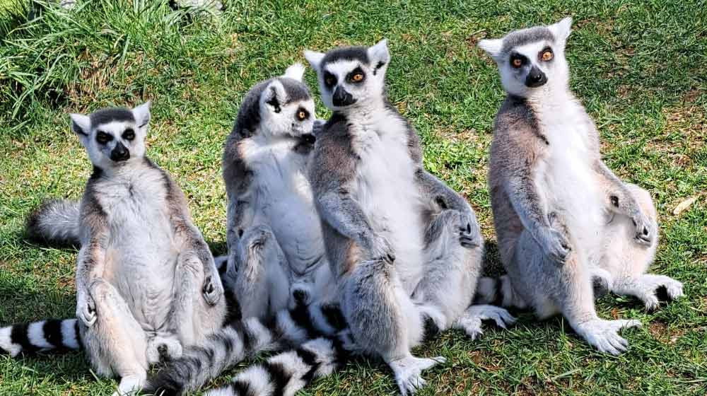 Do Lemurs Collect Shiny Things?