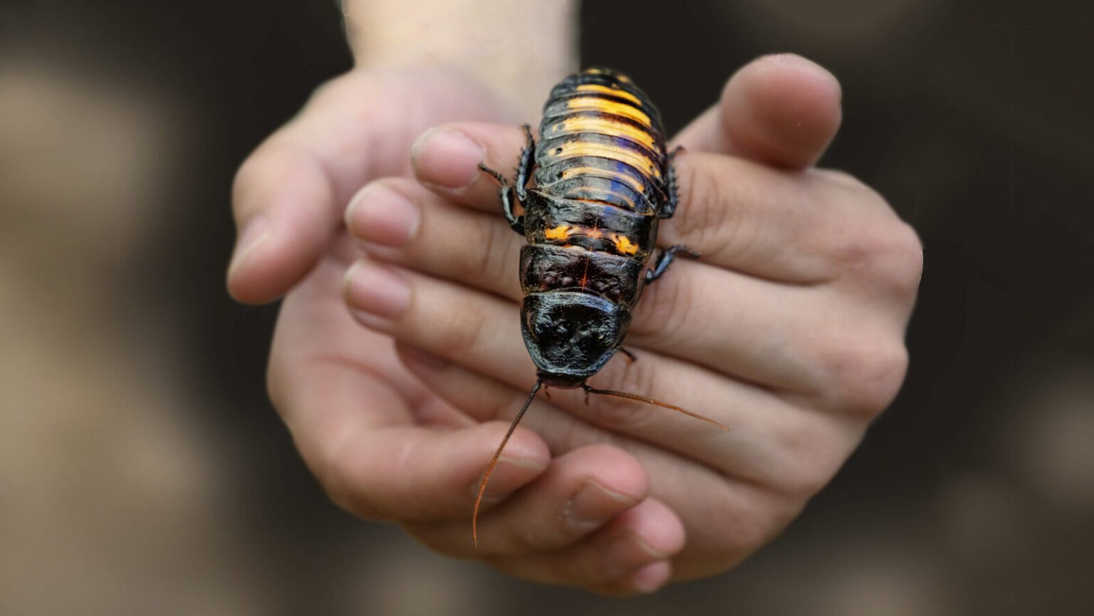 Scientist Cockroach Scientists Equip Cockroaches with Tiny High-Tech Backpacks