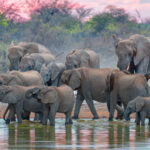 Understanding the Fascinating Death Ritual of Elephants