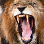 9 Animals That Consider Humans As Prey