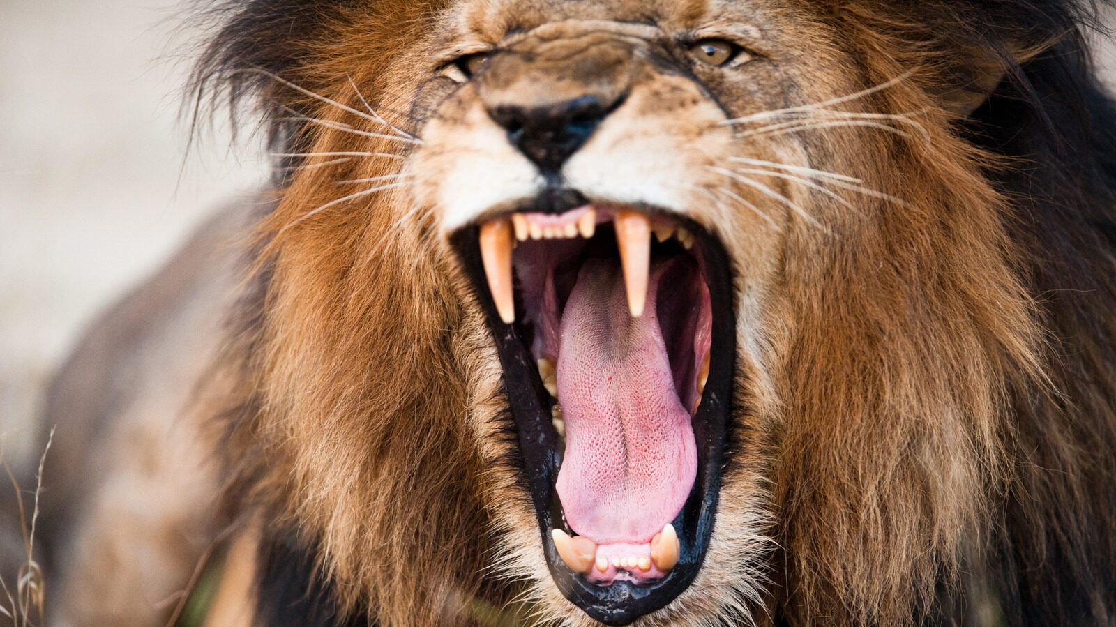 9 Animals That Consider Humans As Prey