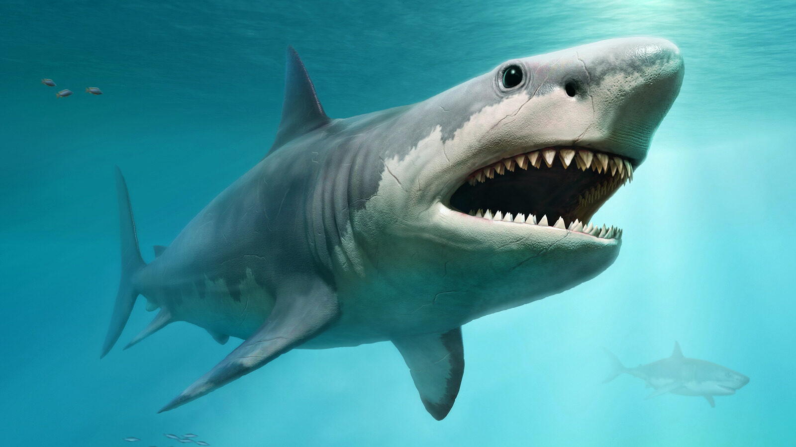 Extinct Shark Had Stronger Bite Than T Rex