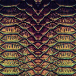 Florida Rainbow Snake History And Mysteries Uncovered