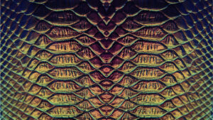 Florida Rainbow Snake History And Mysteries Uncovered