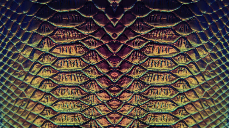 Florida Rainbow Snake History And Mysteries Uncovered