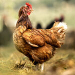 How Long Can Chickens Survive Without Their Heads