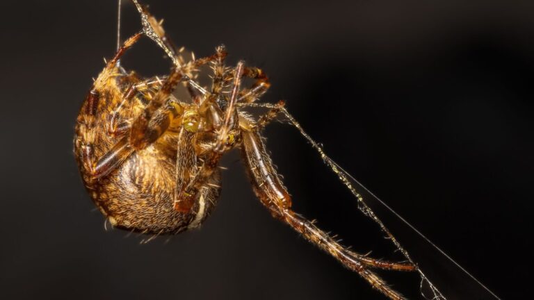 How The Pirate Spider Traps Other Spiders With Sneaky Tricks