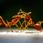 Invasive Ant Species Threatening Our Ecosystems