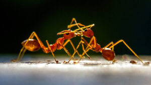 Invasive Ant Species Threatening Our Ecosystems