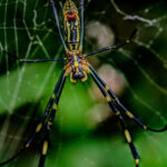 Invasive Baby Spider Uses Wind To Fly