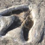 Largest Dinosaur Footprint Site In The Uk Discovered By Chance