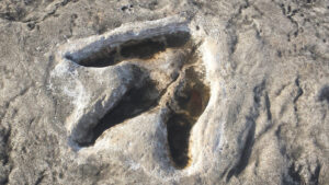 Largest Dinosaur Footprint Site In The Uk Discovered By Chance