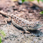 Nearly Extinct Reptile Species Makes Remarkable Comeback