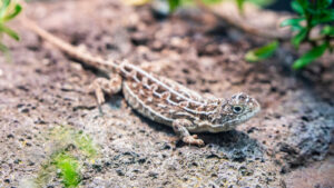 Nearly Extinct Reptile Species Makes Remarkable Comeback