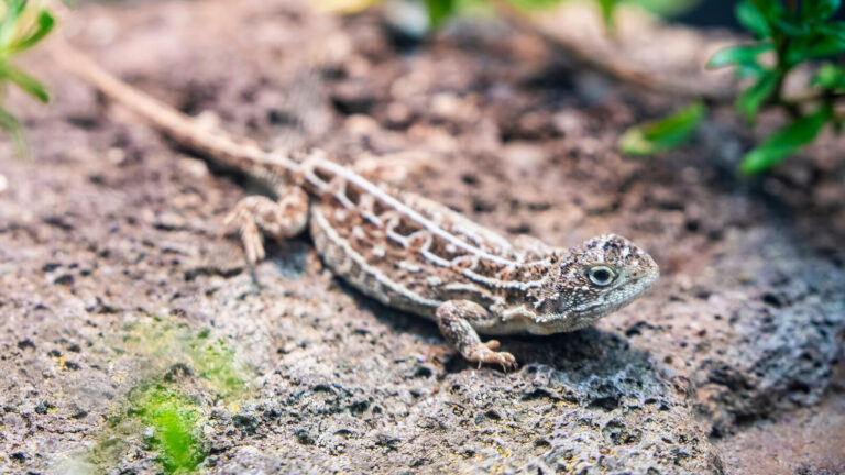 Nearly Extinct Reptile Species Makes Remarkable Comeback