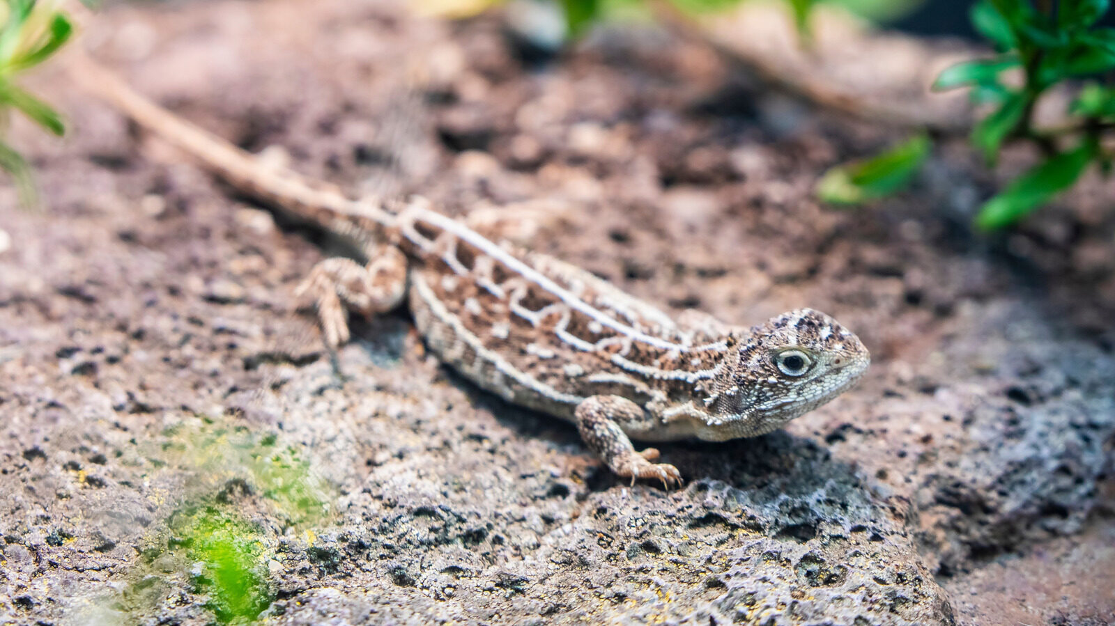Nearly Extinct Reptile Species Makes Remarkable Comeback