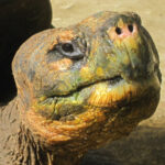 Pinta Giant Tortoise Extinction Linked To Heartbreaking Death