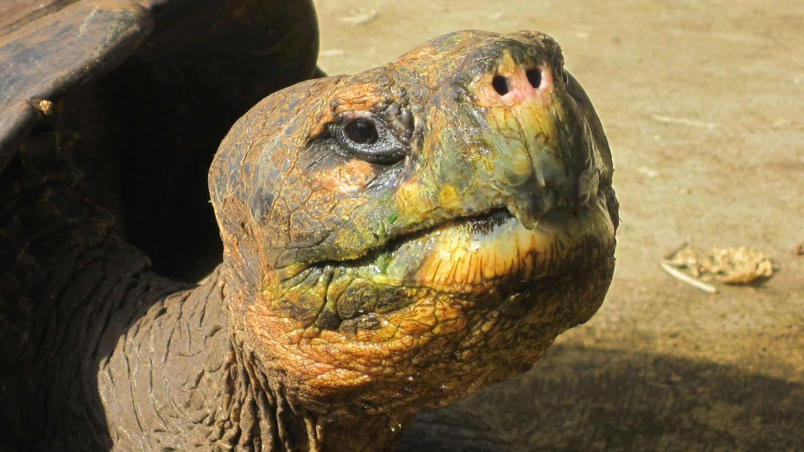 Pinta Giant Tortoise Extinction Linked To Heartbreaking Death