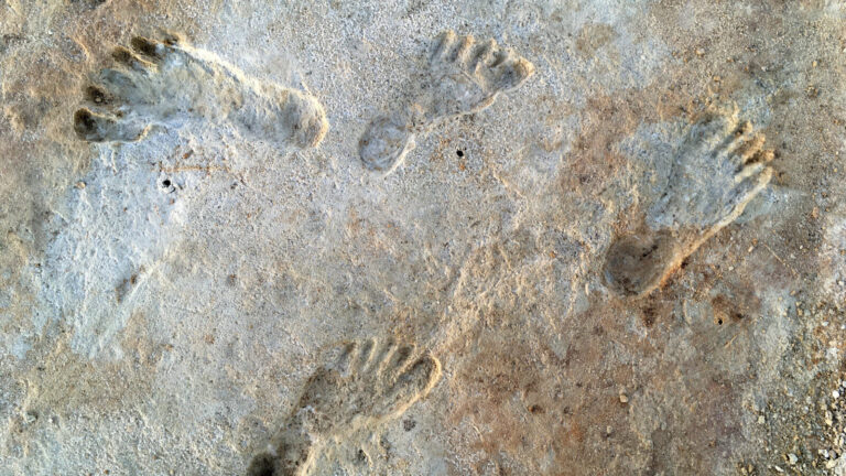 Scientists Discover Fossil Footprints In Kenya