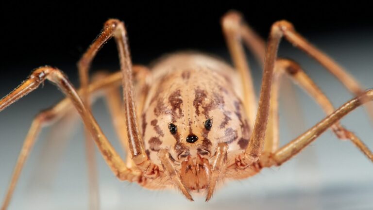 Scytodes Spider Traps Prey With A Fascinating Trick
