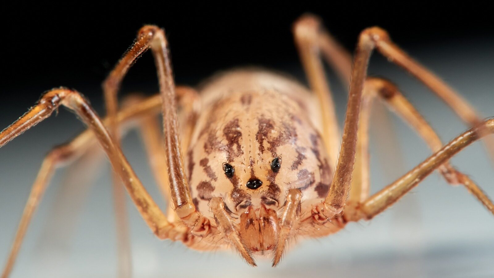 Scytodes Spider Traps Prey With A Fascinating Trick