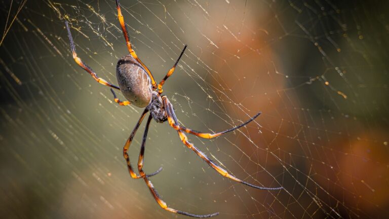Spider Species Known For Producing Fine Quality Silk