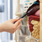 The Essential Human Organ That Can Regenerate Miraculously