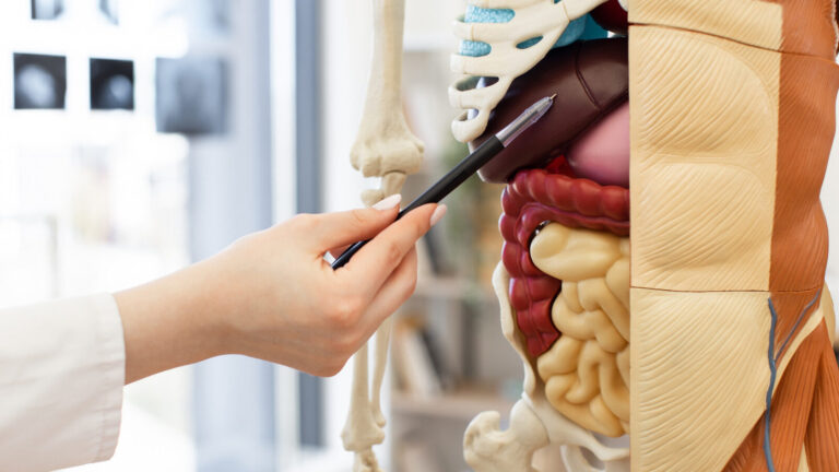 The Essential Human Organ That Can Regenerate Miraculously