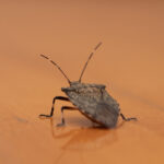 The Science Of Stink Bugs And Their Unpleasant Odor