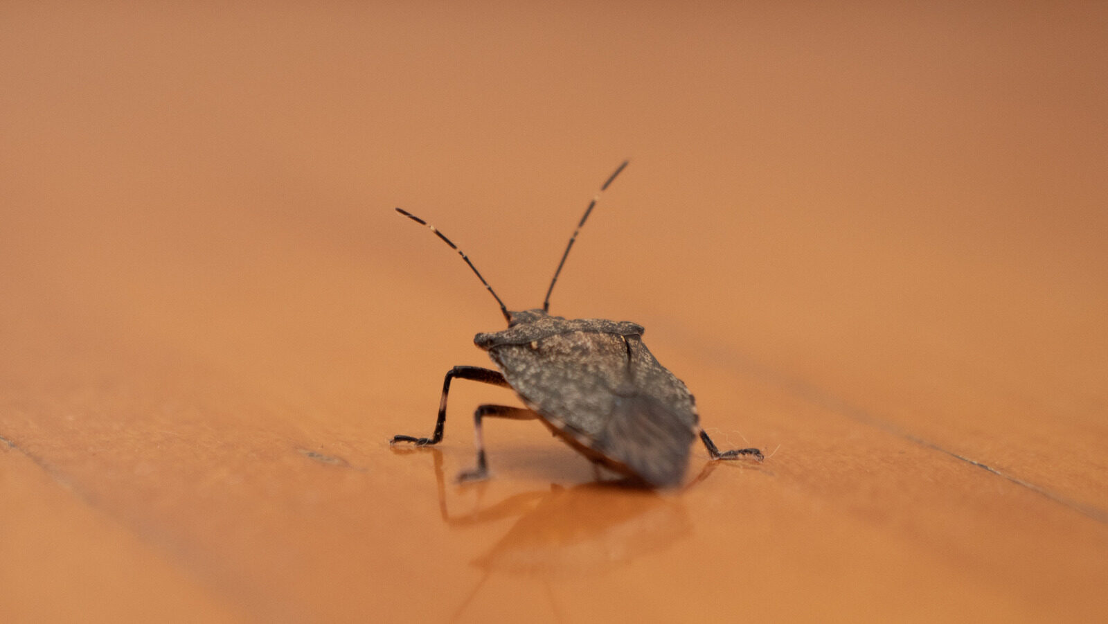 The Science Of Stink Bugs And Their Unpleasant Odor