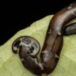 The Surprising Reason To Avoid Squishing A Hammerhead Worm