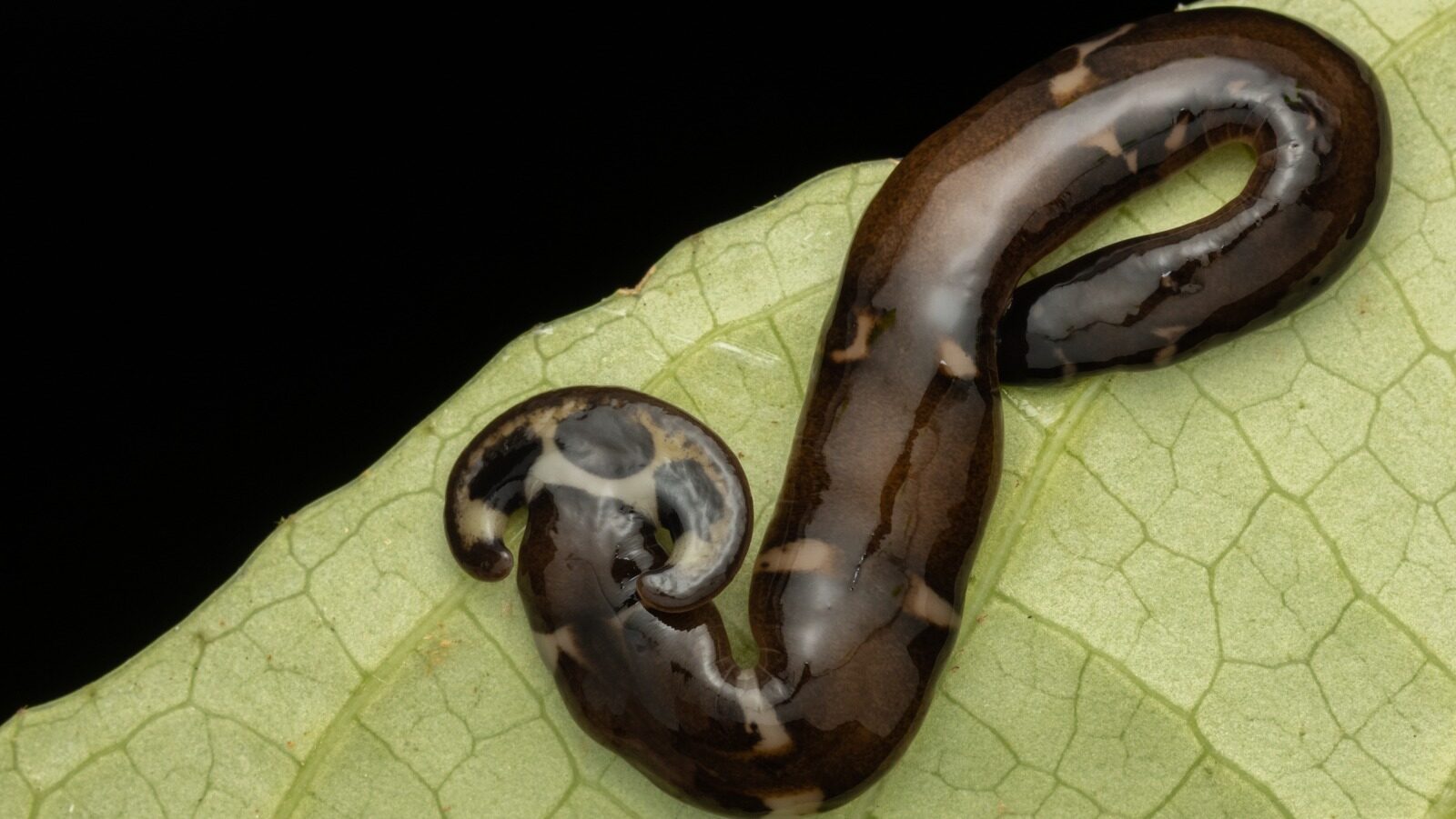 The Surprising Reason To Avoid Squishing A Hammerhead Worm