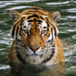 Tough Animal Species Without Natural Predators