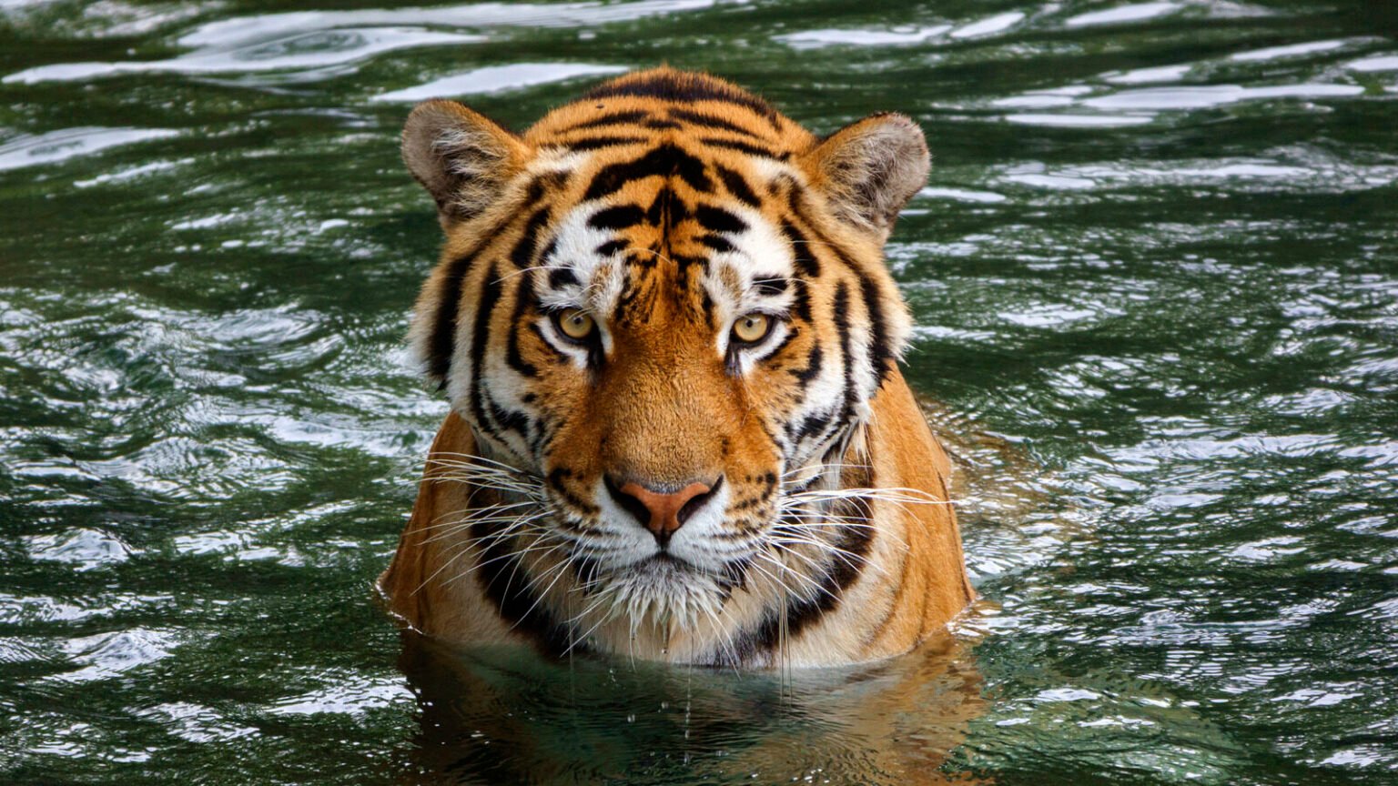 Predatorial Animal Features Tough Animal Species Without Natural Predators