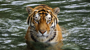 Tough Animal Species Without Natural Predators